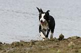 BORDER COLLIE 741